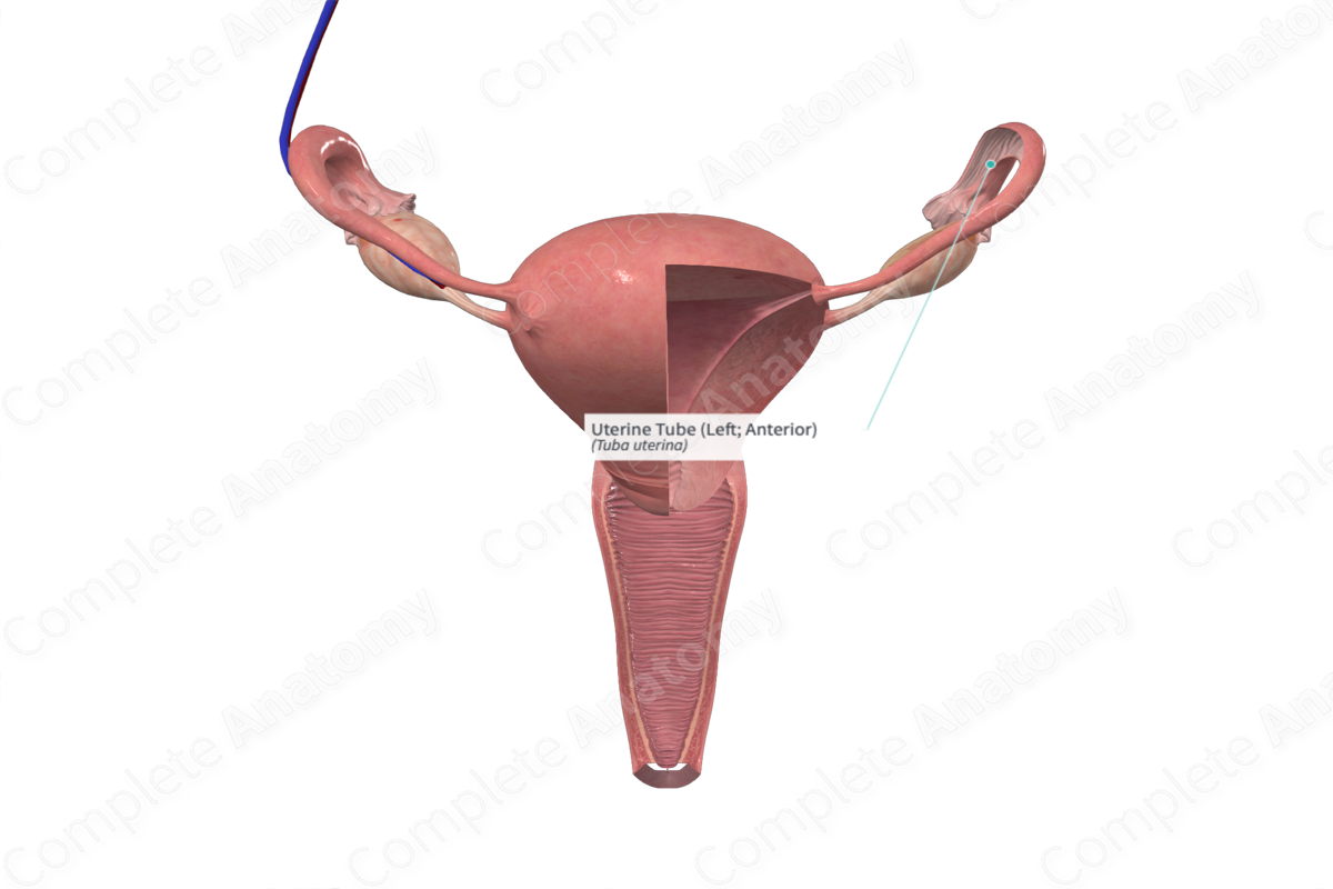 Uterine Tube (Left; Anterior)