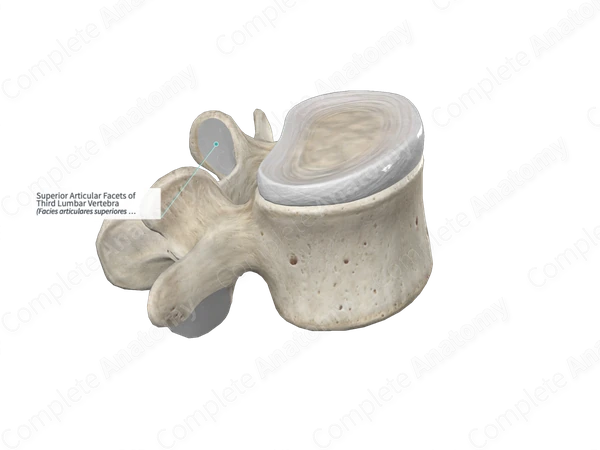 Superior Articular Facets of Third Lumbar Vertebra