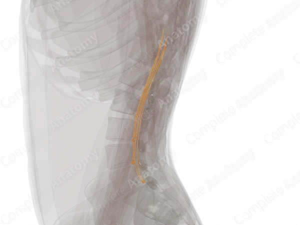 Lumbar Spinal Roots & Ganglia (Left)