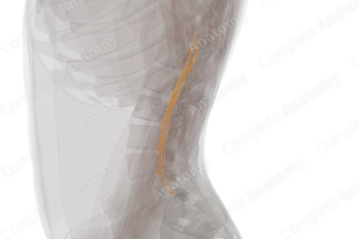 Lumbar Spinal Roots & Ganglia (Left)
