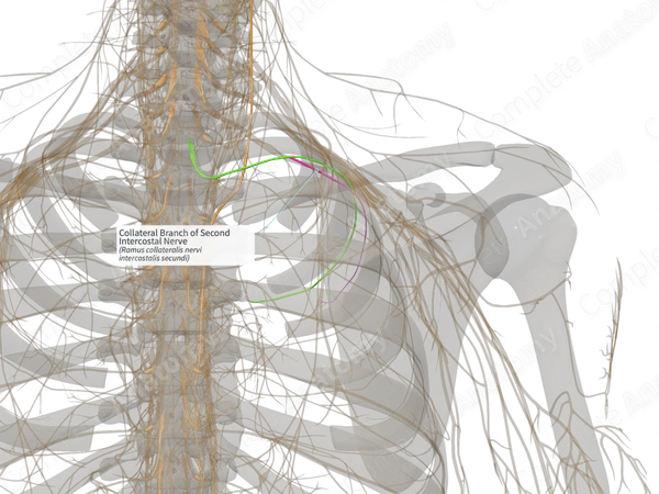 Collateral Branch of Second Intercostal Nerve (Left)