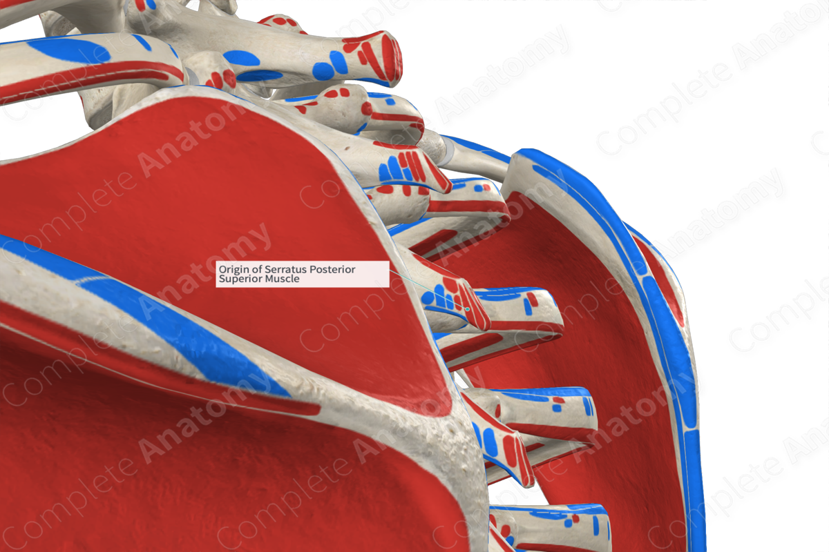 Origin Of Serratus Posterior Superior Muscle | Complete Anatomy