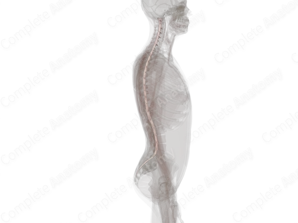 Spinal Dura