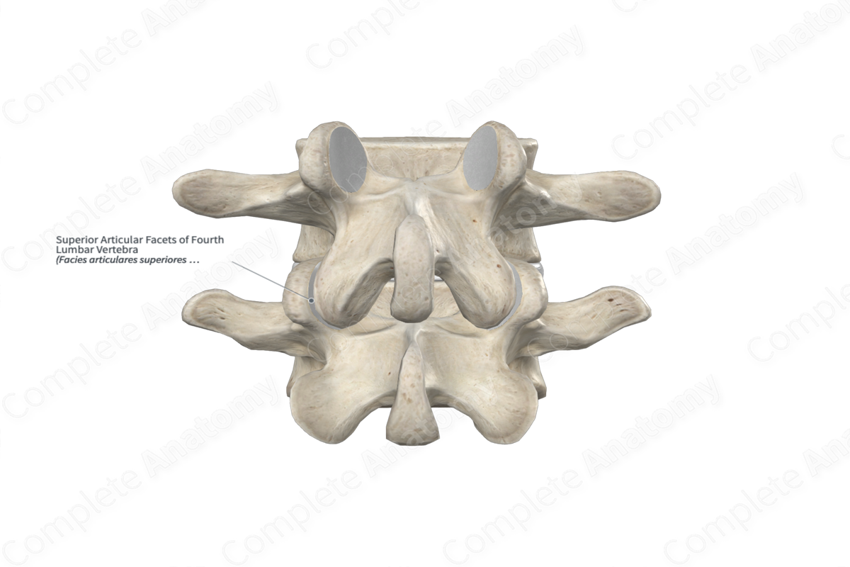 Superior Articular Facets of Fourth Lumbar Vertebra