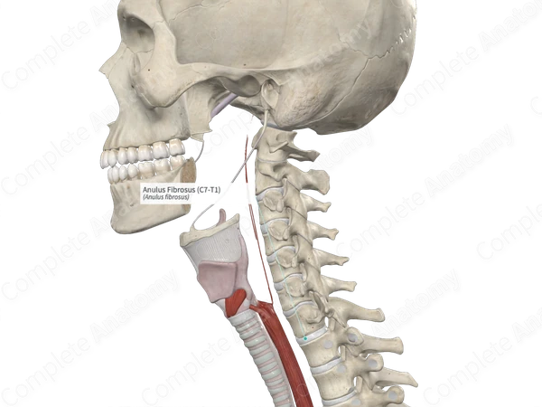 Anulus Fibrosus (C7-T1)
