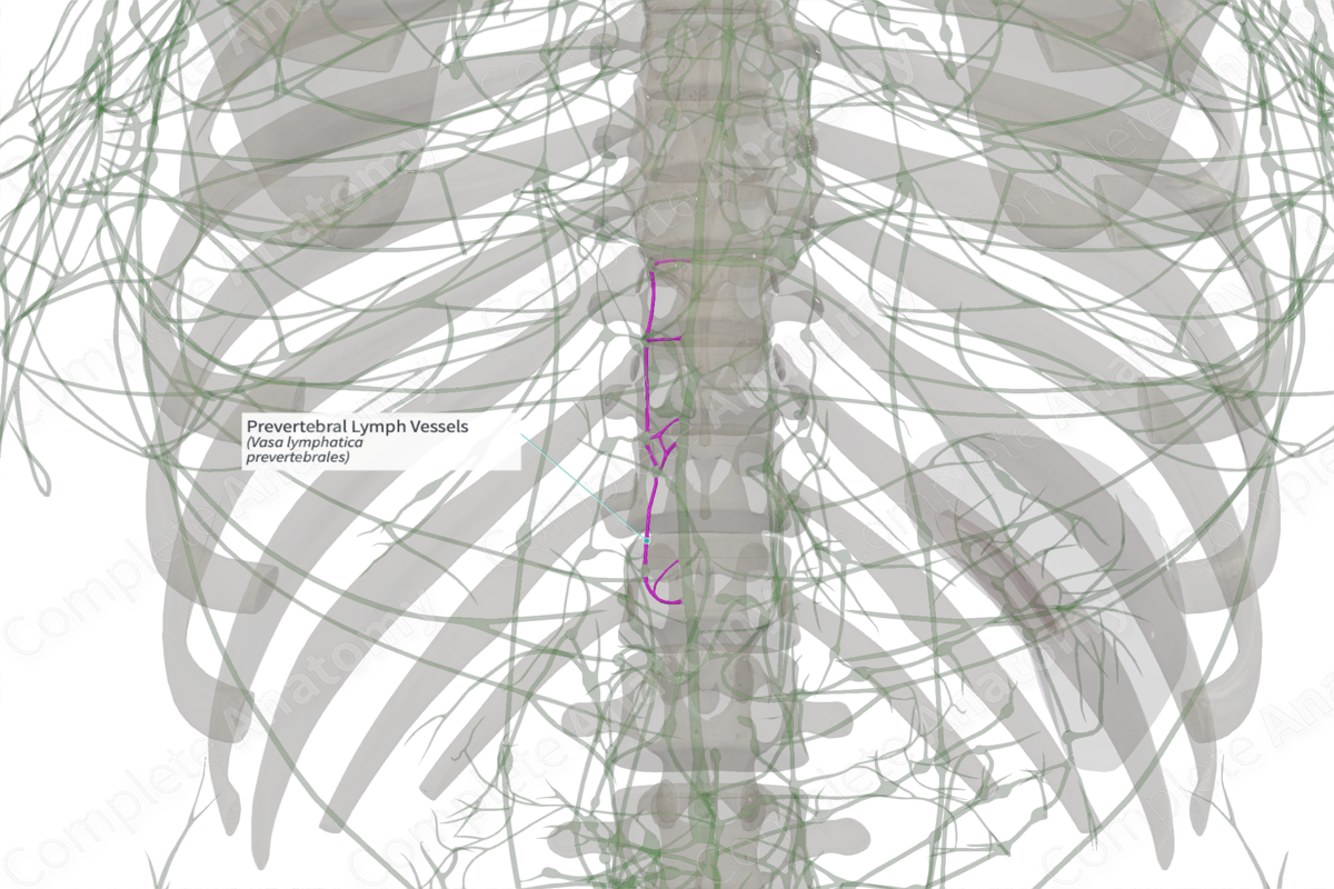 Prevertebral Lymph Vessels (Left)