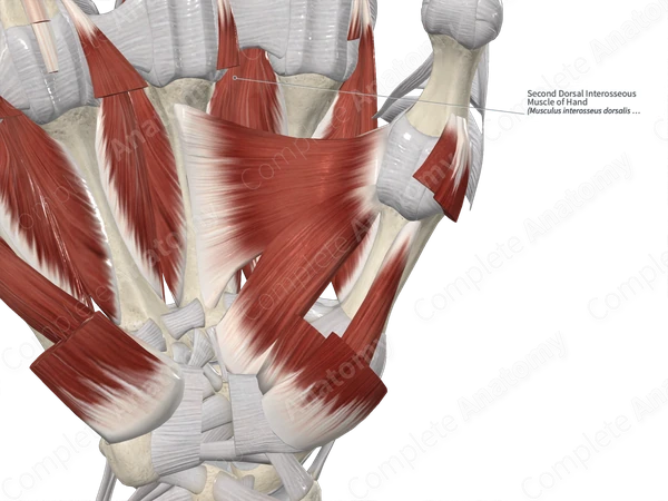 Second Dorsal Interosseous Muscle of Hand 