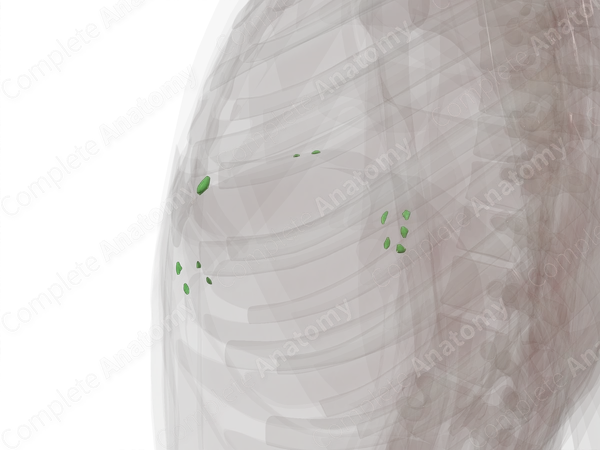 Superior Diaphragmatic Nodes