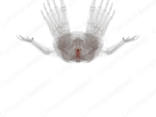 Arteries of Spinal Cord