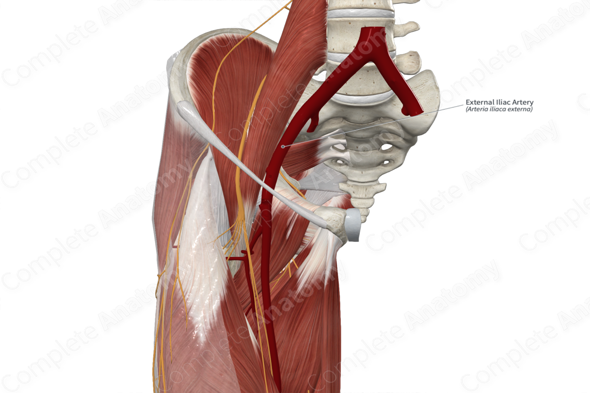 External Iliac Artery 