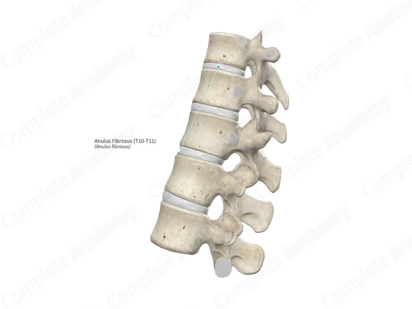 Anulus Fibrosus (T10-T11)