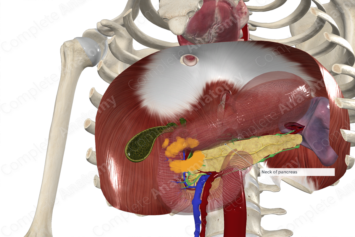 Pancreas (Posterior Part)