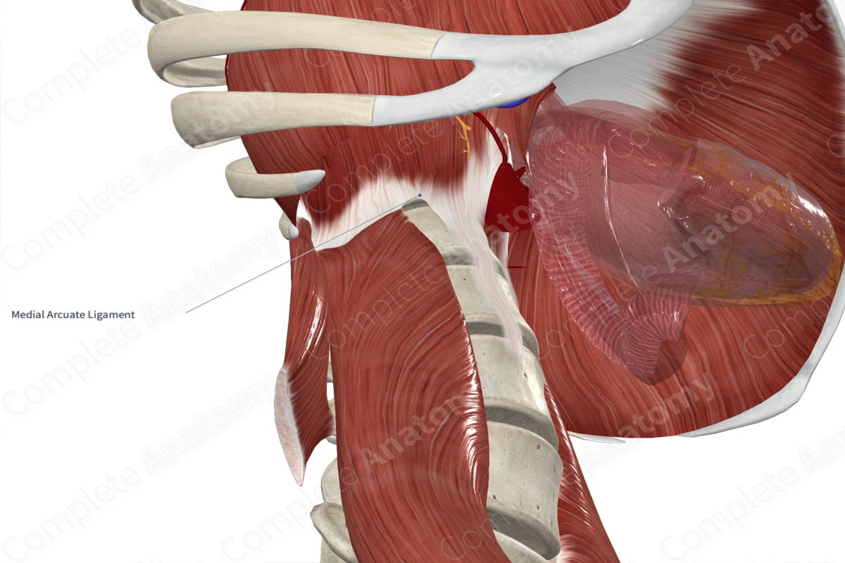 Right Medial Arcuate Ligament