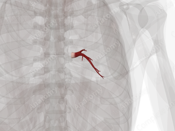 Pulmonary Veins of Inferior Lobe of Right Lung