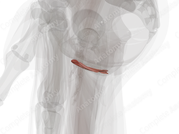 Muscles of Superficial Perineal Space