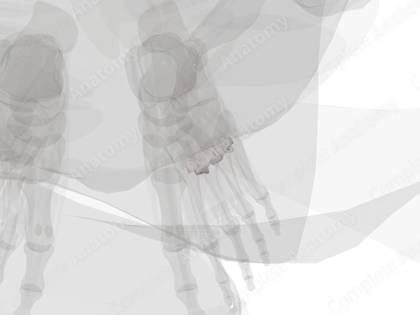 Intermetatarsal Joints (Left)