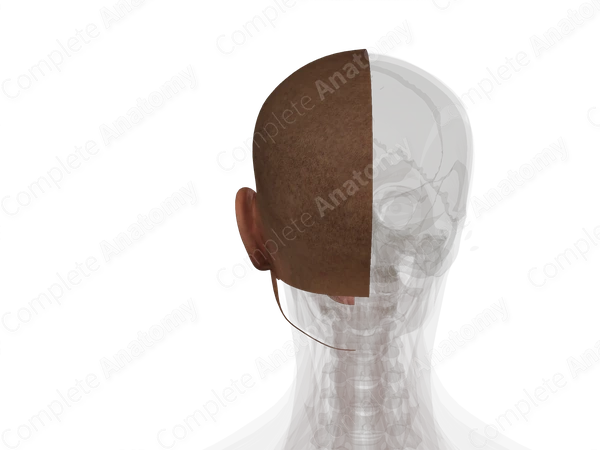 Skin (Head; Left)