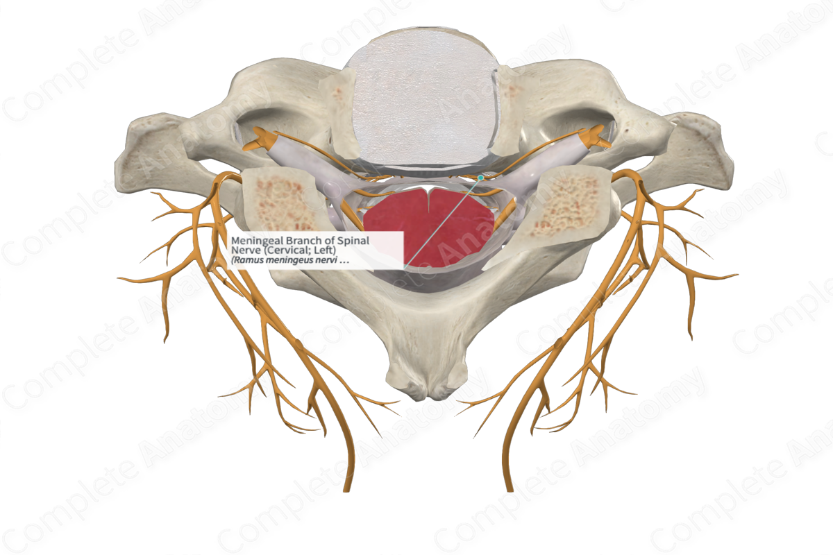 Meningeal Branch of Spinal Nerve (Cervical; Right)