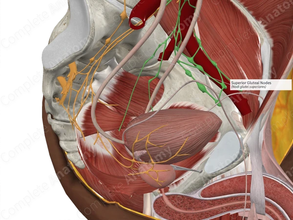 Superior Gluteal Nodes 