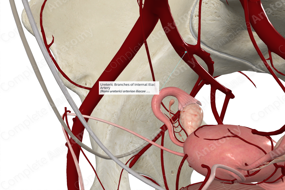 Ureteric Branches of Internal Iliac Artery 