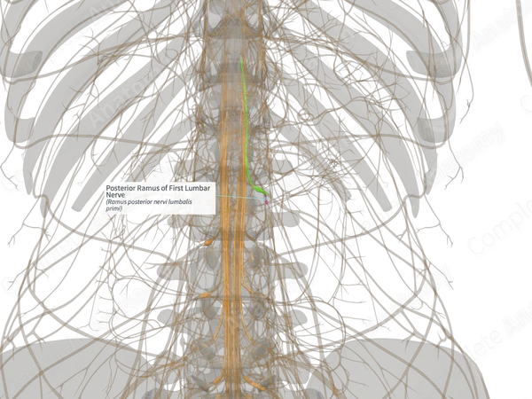 Posterior Ramus of First Lumbar Nerve (Right)
