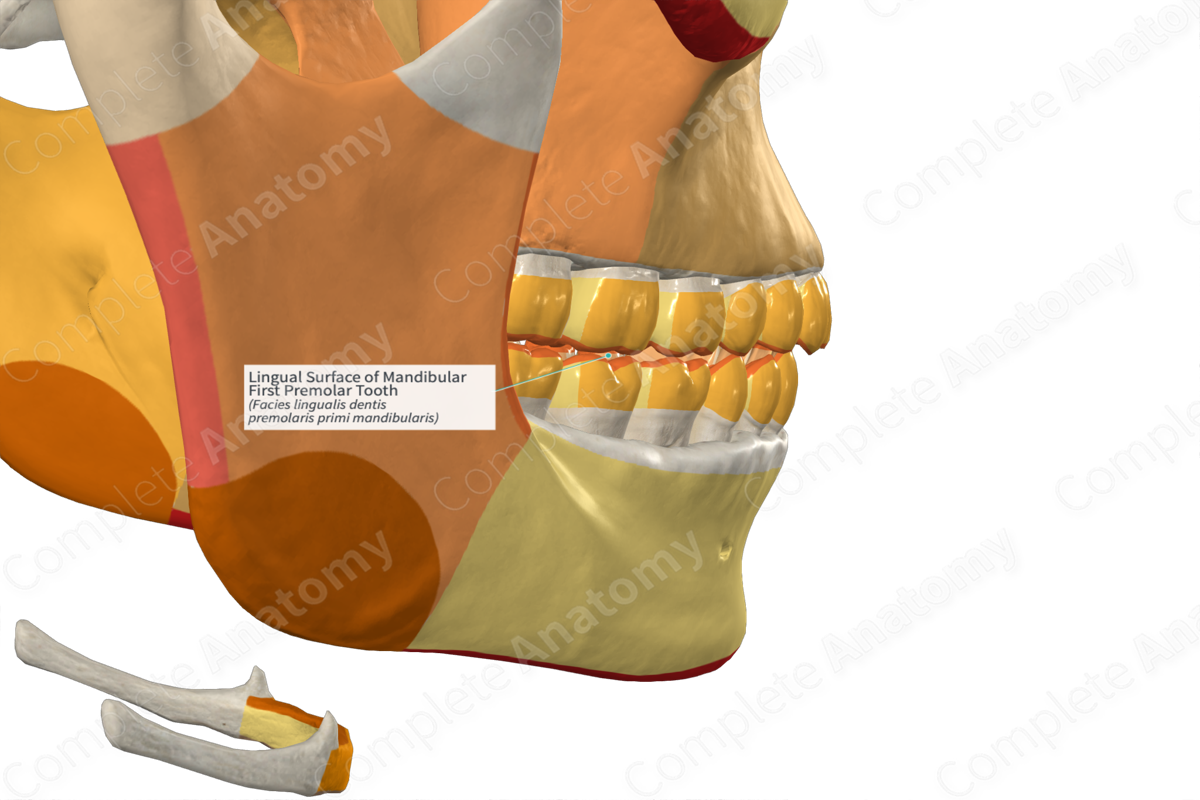 Lingual Surface of Mandibular First Premolar Tooth