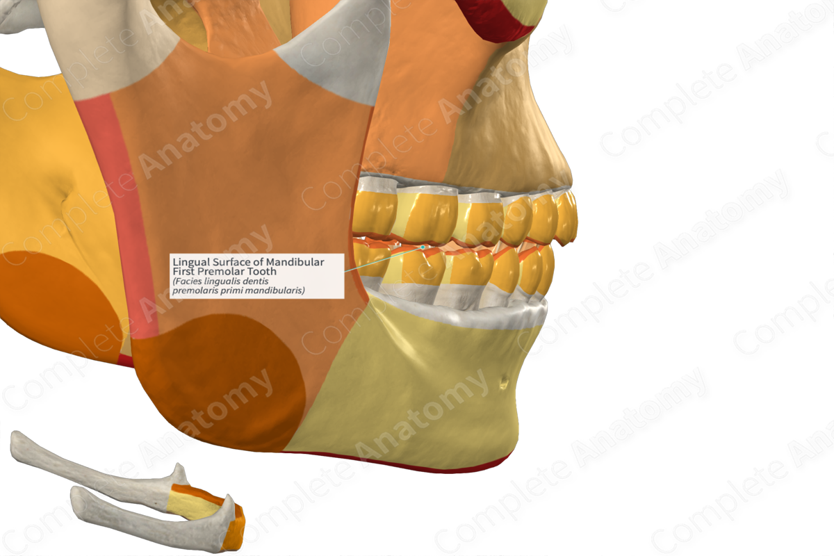 Lingual Surface of Mandibular First Premolar Tooth Complete Anatomy