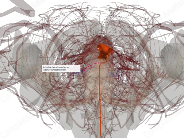 Arteriae Lumbales Imae (Left)