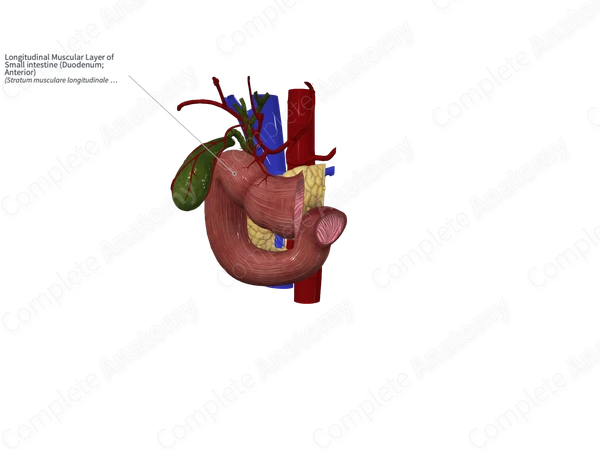 Longitudinal Muscular Layer of Small intestine (Duodenum; Anterior)