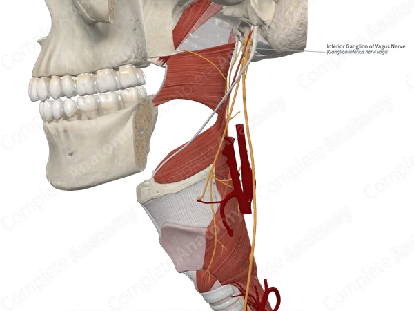 Inferior Ganglion of Vagus Nerve