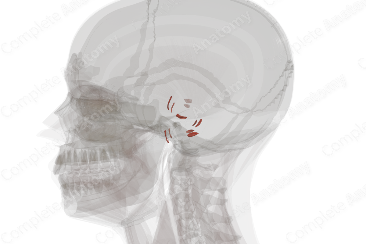 Intrinsic Auricular Muscles