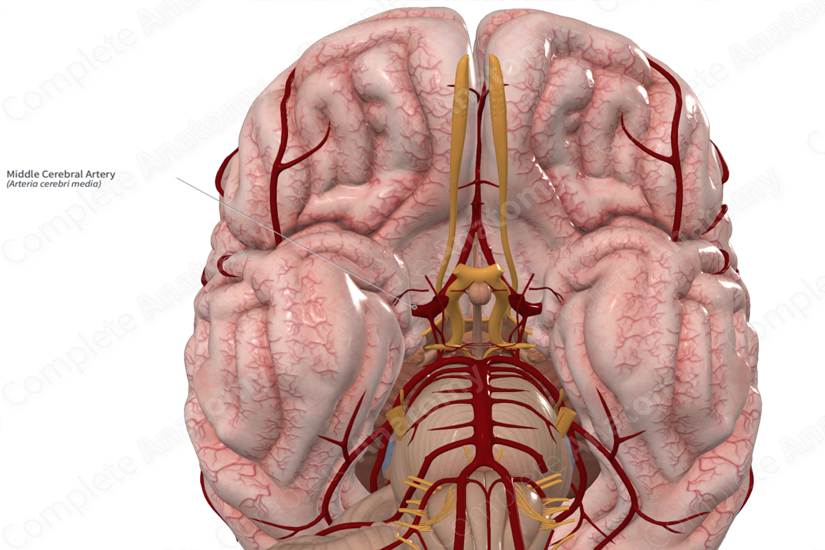Middle Cerebral Artery 