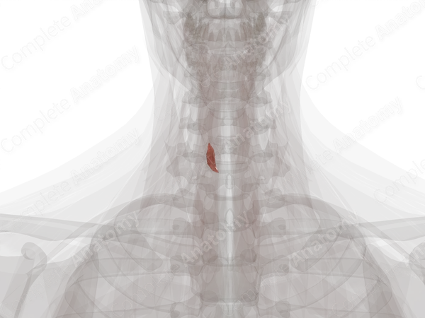 Cricothyroid Muscle (Left)