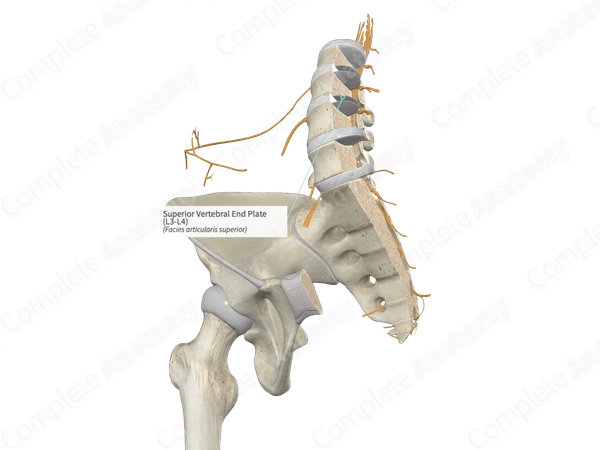 Superior Vertebral End Plate (L3-L4)