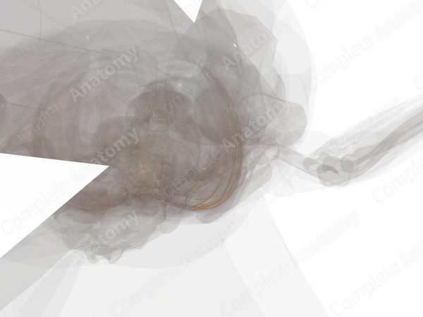 Collateral Branches of Intercostal Nerves (Left)