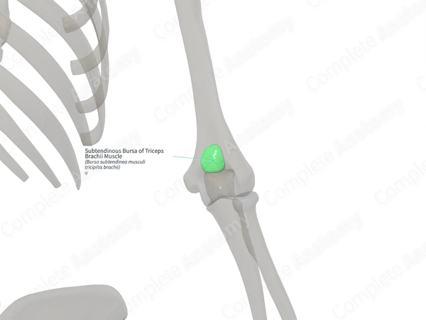 Subtendinous Bursa of Triceps Brachii Muscle (Right)