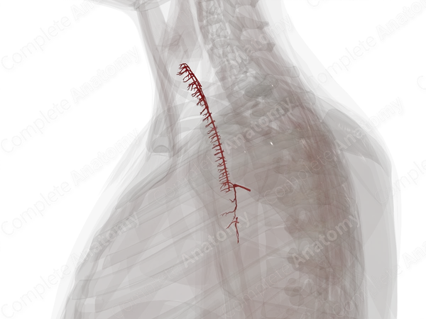 Arteries of Respiratory System