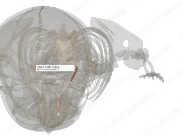 Helicis Minor Muscle (Right)