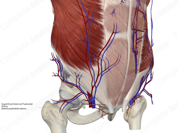 Superficial External Pudendal Artery
