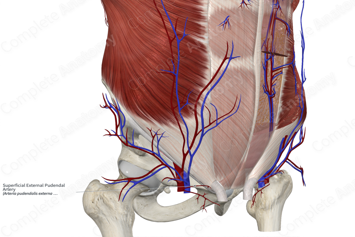 Superficial External Pudendal Artery 