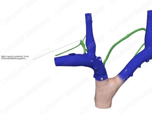 Right Jugular Lymphatic Trunk