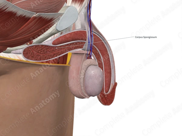 Corpus Spongiosum of Penis (Left Half)
