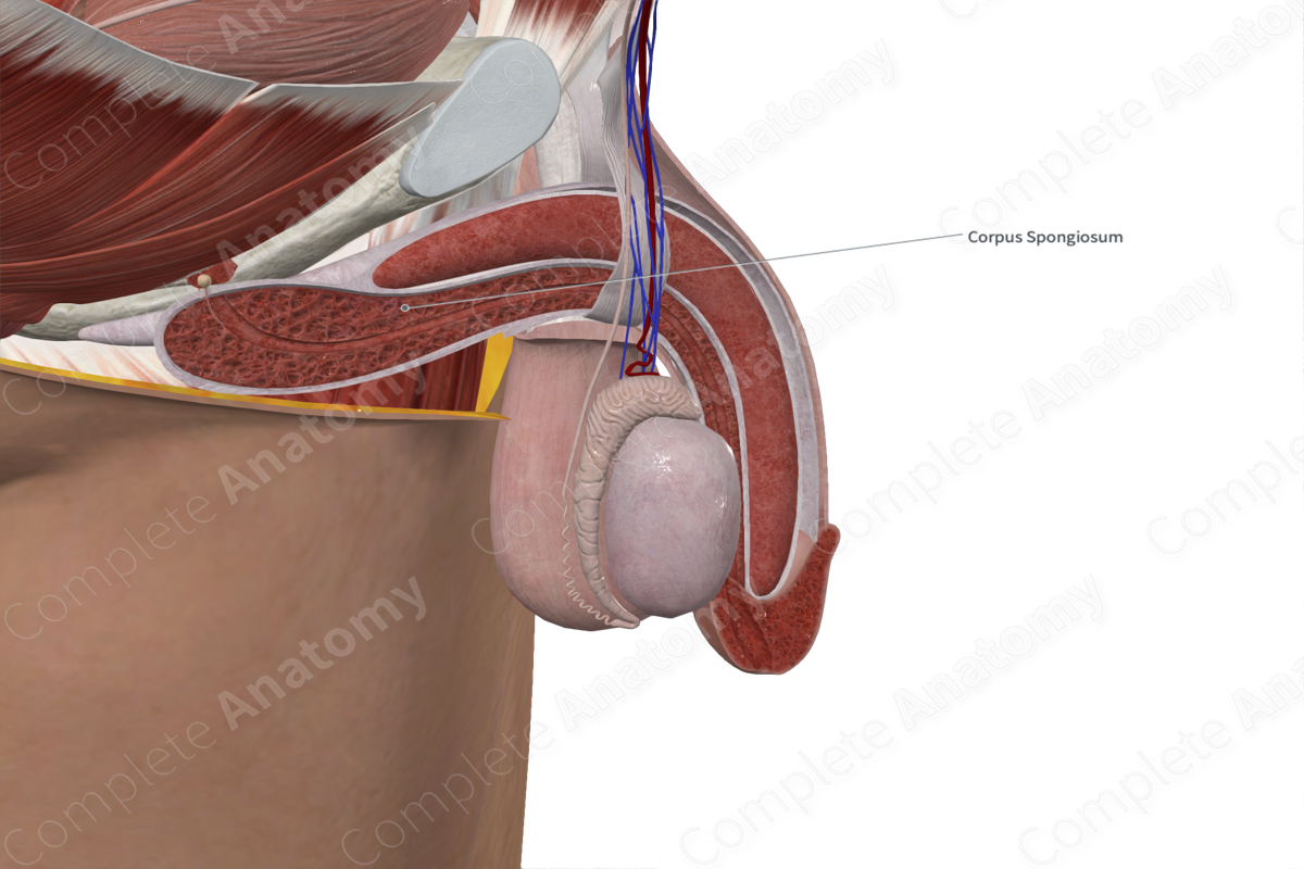 Corpus Spongiosum of Penis (Left Half)