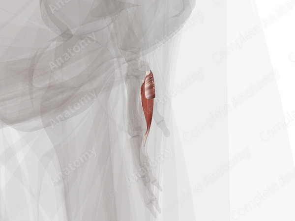 Hypothenar Muscles (Left)