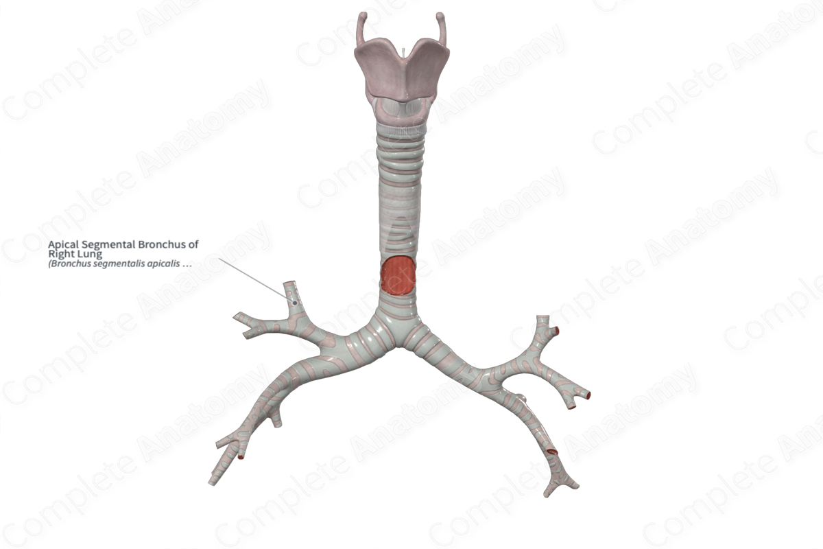 Apical Segmental Bronchus of Right Lung | Complete Anatomy