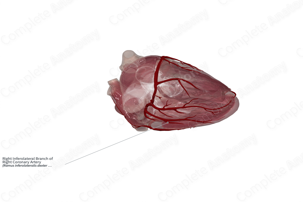 Right Inferolateral Branch of Right Coronary Artery
