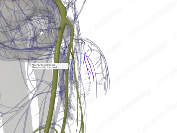 Anterior Scrotal Veins (Right)