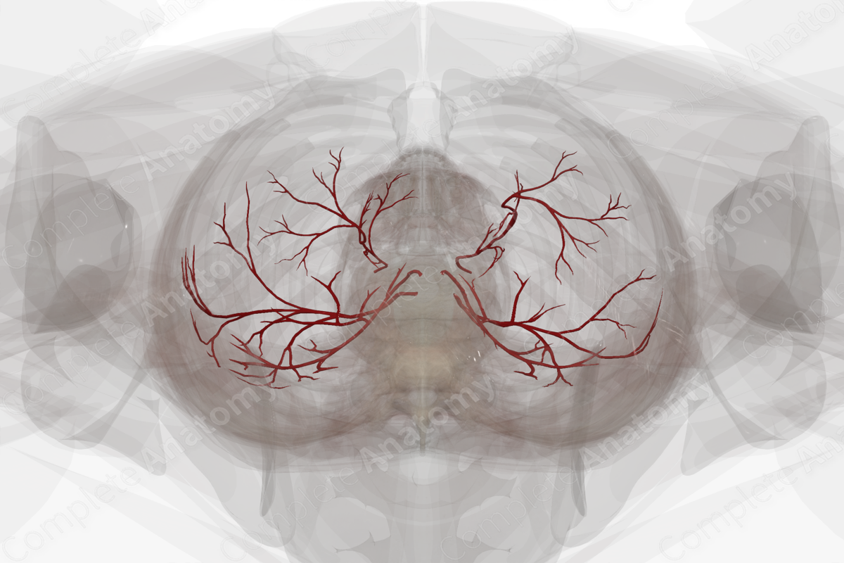 Arteries of Respiratory Diaphragm