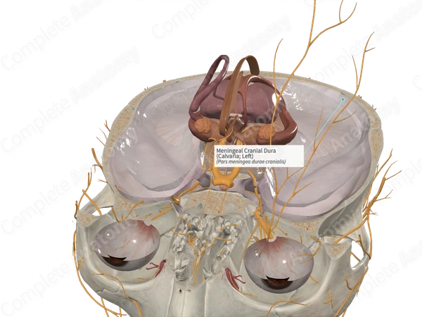 Meningeal Cranial Dura (Calvaria; Left)