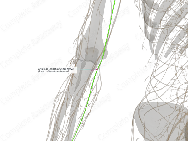 Articular Branch of Ulnar Nerve (Left)